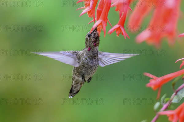 An Anna's Hummingbird (Calypte anna) feeding on nectar from a garden flower, British Columbia, Canada