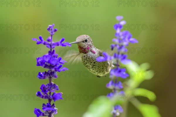 An Anna's Hummingbird (Calypte anna) feeding on nectar from a garden flower, British Columbia, Canada