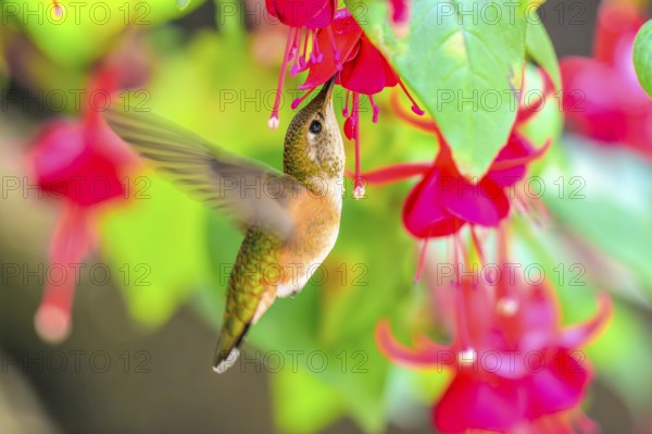A Rufous Hummingbird (Selasphorus rufus) feeding on nectar from a garden flower, British Columbia, Canada
