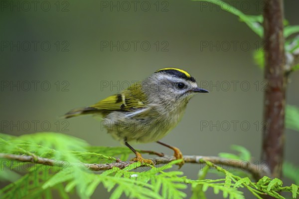 A Golden-crowned Kinglet (Regulus satrapa) perrched on a branch in a cedar tree, British Columbia, Canada