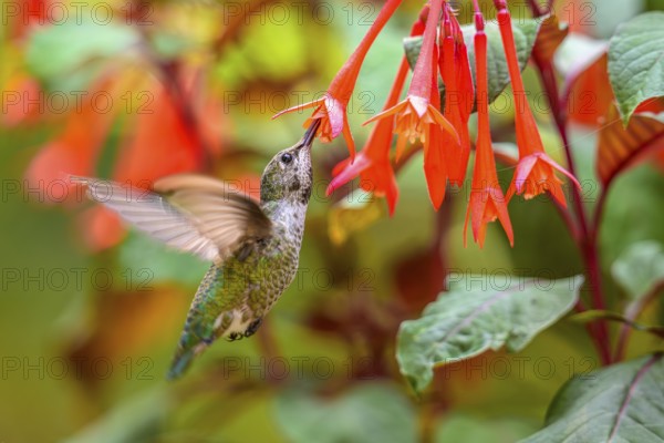 An Anna's Hummingbird (Calypte anna) feeding on nectar from a garden flower, British Columbia, Canada