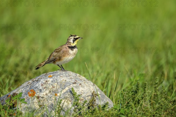 A Horned Lark (Eremophila alpestris) perching on a rock in the grasslands of southern Saskatchewan, Canada