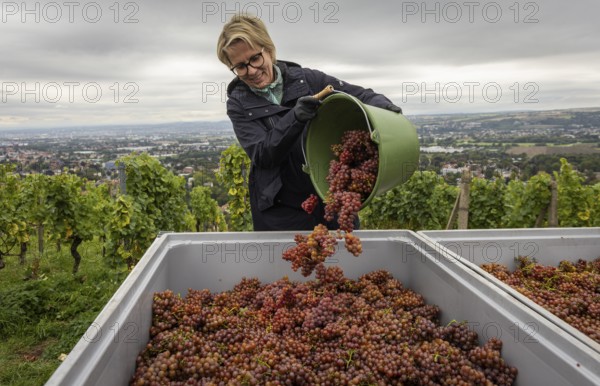 Together with the Saxon Minister of Tourism, Barbara Klepsch, the winegrowers of Schloss Wackerbarth harvested the grapes for a Traminer Spätlese by hand this morning in the vineyard (Goldener Wagen) in Radebeul. This wine is one of the recognised top wines of the Saxon State Winery, Radebeul, Saxony, Germany