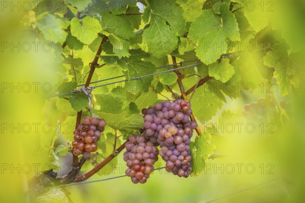 The winegrowers of Schloss Wackerbarth harvesting grapes in the vineyard (Goldener Wagen) in Radebeul. The grapes for a Traminer Spätlese are harvested by hand. This wine is one of the recognised top wines of the Saxon State Winery, Radebeul, Saxony, Germany