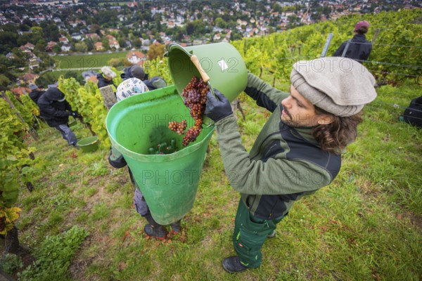 The winegrowers of Schloss Wackerbarth harvesting grapes in the vineyard (Goldener Wagen) in Radebeul. The grapes for a Traminer Spätlese are harvested by hand. This wine is one of the recognised top wines of the Saxon State Winery. Winegrower Claudius Günther at work, Radebeul, Saxony, Germany