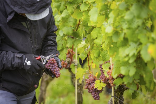 The winegrowers of Schloss Wackerbarth harvesting grapes in the vineyard (Goldener Wagen) in Radebeul. The grapes for a Traminer Spätlese are harvested by hand. This wine is one of the recognised top wines of the Saxon State Winery, Radebeul, Saxony, Germany