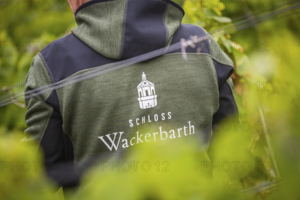 The winegrowers of Schloss Wackerbarth harvesting grapes in the vineyard (Goldener Wagen) in Radebeul. The grapes for a Traminer Spätlese are harvested by hand. This wine is one of the recognised top wines of the Saxon State Winery, Radebeul, Saxony, Germany