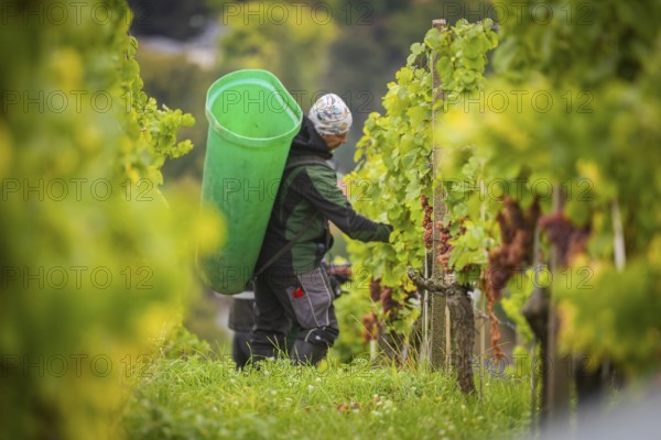 The winegrowers of Schloss Wackerbarth harvesting grapes in the vineyard (Goldener Wagen) in Radebeul. The grapes for a Traminer Spätlese are harvested by hand. This wine is one of the recognised top wines of the Saxon State Winery, Radebeul, Saxony, Germany