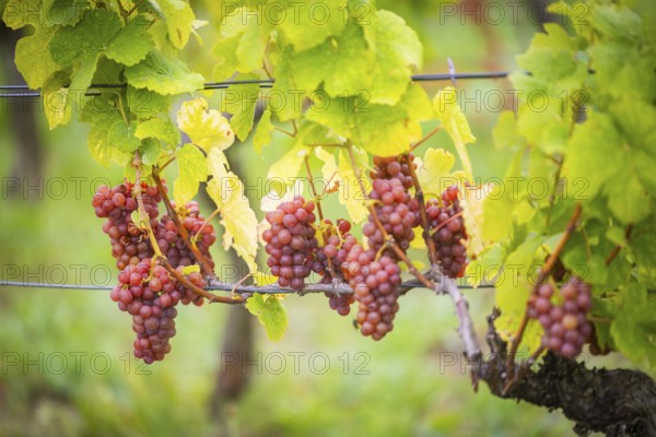 The winegrowers of Schloss Wackerbarth harvesting grapes in the vineyard (Goldener Wagen) in Radebeul. The grapes for a Traminer Spätlese are harvested by hand. This wine is one of the recognised top wines of the Saxon State Winery, Radebeul, Saxony, Germany