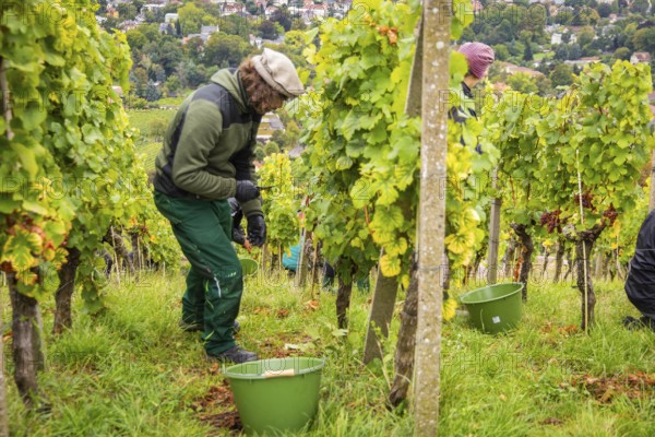The winegrowers of Schloss Wackerbarth harvesting grapes in the vineyard (Goldener Wagen) in Radebeul. The grapes for a Traminer Spätlese are harvested by hand. This wine is one of the recognised top wines of the Saxon State Winery. Winegrower Claudius Günther at work, Radebeul, Saxony, Germany