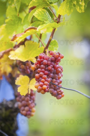 The winegrowers of Schloss Wackerbarth harvesting grapes in the vineyard (Goldener Wagen) in Radebeul. The grapes for a Traminer Spätlese are harvested by hand. This wine is one of the recognised top wines of the Saxon State Winery, Radebeul, Saxony, Germany