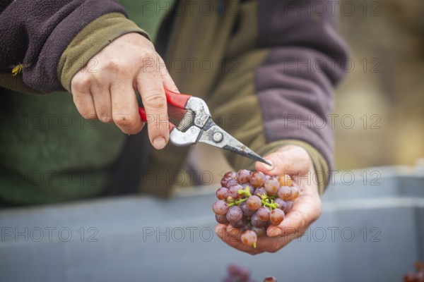 The winegrowers of Schloss Wackerbarth harvesting grapes in the vineyard (Goldener Wagen) in Radebeul. The grapes for a Traminer Spätlese are harvested by hand. This wine is one of the recognised top wines of the Saxon State Winery, Radebeul, Saxony, Germany