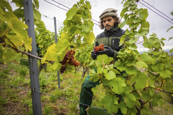 The winegrowers of Schloss Wackerbarth harvesting grapes in the vineyard (Goldener Wagen) in Radebeul. The grapes for a Traminer Spätlese are harvested by hand. This wine is one of the recognised top wines of the Saxon State Winery. Winegrower Claudius Günther at work, Radebeul, Saxony, Germany
