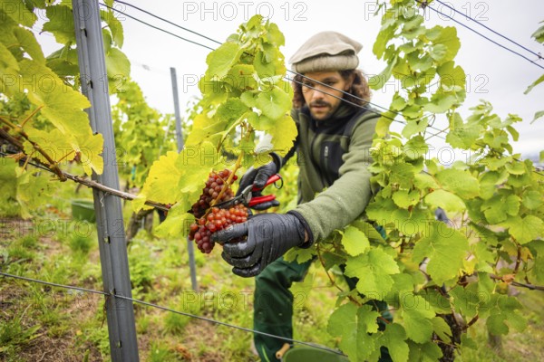 The winegrowers of Schloss Wackerbarth harvesting grapes in the vineyard (Goldener Wagen) in Radebeul. The grapes for a Traminer Spätlese are harvested by hand. This wine is one of the recognised top wines of the Saxon State Winery. Winegrower Claudius Günther at work, Radebeul, Saxony, Germany