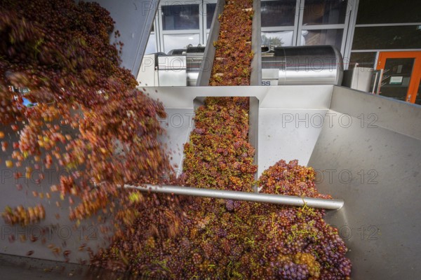 Freshly harvested grapes from the vineyard (Goldener Wagen) in Radebeul, of the Traminer Spätlese variety, are fed via a conveyor belt into a pneumatic wine press at the Schloss Wackerbarth winery, Radebeul, Saxony, Germany