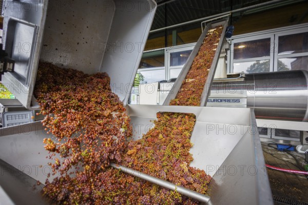 Freshly harvested grapes from the vineyard (Goldener Wagen) in Radebeul, of the Traminer Spätlese variety, are fed via a conveyor belt into a pneumatic wine press at the Schloss Wackerbarth winery, Radebeul, Saxony, Germany