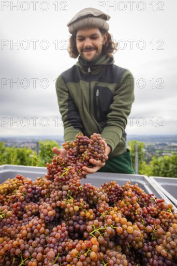 The winegrowers of Schloss Wackerbarth harvesting grapes in the vineyard (Goldener Wagen) in Radebeul. The grapes for a Traminer Spätlese are harvested by hand. This wine is one of the recognised top wines of the Saxon State Winery. Winegrower Claudius Günther at work, Radebeul, Saxony, Germany