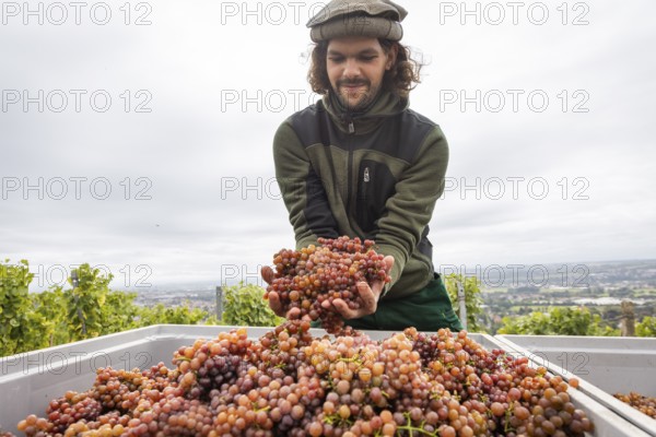 The winegrowers of Schloss Wackerbarth harvesting grapes in the vineyard (Goldener Wagen) in Radebeul. The grapes for a Traminer Spätlese are harvested by hand. This wine is one of the recognised top wines of the Saxon State Winery. Winegrower Claudius Günther at work, Radebeul, Saxony, Germany