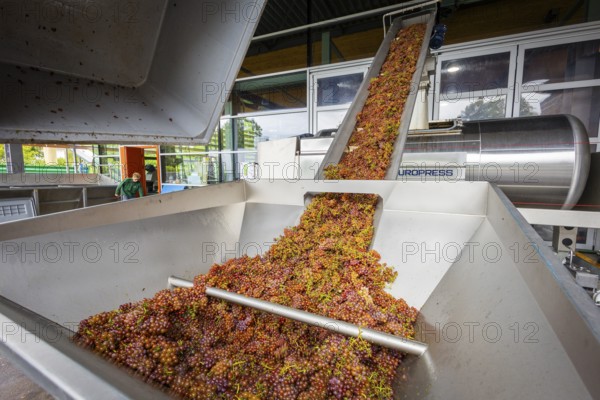 Freshly harvested grapes from the vineyard (Goldener Wagen) in Radebeul, of the Traminer Spätlese variety, are fed via a conveyor belt into a pneumatic wine press at the Schloss Wackerbarth winery, Radebeul, Saxony, Germany