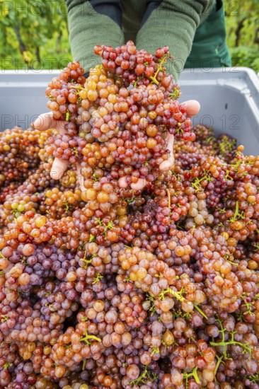 The winegrowers of Schloss Wackerbarth harvesting grapes in the vineyard (Goldener Wagen) in Radebeul. The grapes for a Traminer Spätlese are harvested by hand. This wine is one of the recognised top wines of the Saxon State Winery, Radebeul, Saxony, Germany