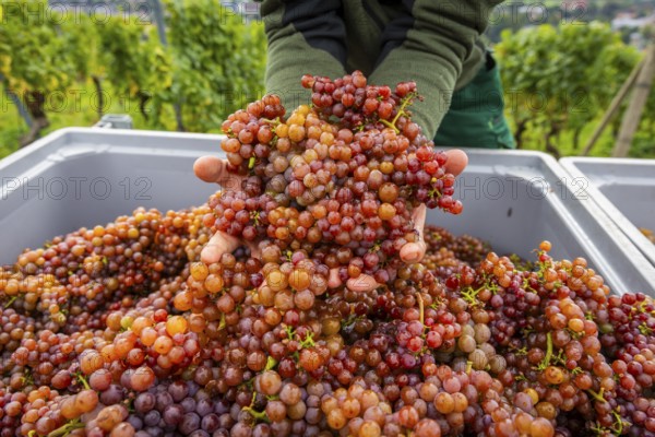The winegrowers of Schloss Wackerbarth harvesting grapes in the vineyard (Goldener Wagen) in Radebeul. The grapes for a Traminer Spätlese are harvested by hand. This wine is one of the recognised top wines of the Saxon State Winery, Radebeul, Saxony, Germany
