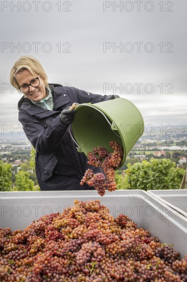 Together with the Saxon Minister of Tourism, Barbara Klepsch, the winegrowers of Schloss Wackerbarth harvested the grapes for a Traminer Spätlese by hand this morning in the vineyard (Goldener Wagen) in Radebeul. This wine is one of the recognised top wines of the Saxon State Winery, Radebeul, Saxony, Germany