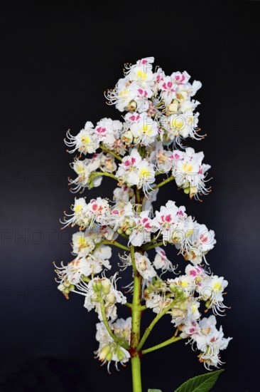 Horse chestnut (Aesculus hippocastanum), flower, inflorescence against a black background, Wilnsdorf, North Rhine-Westphalia, Germany