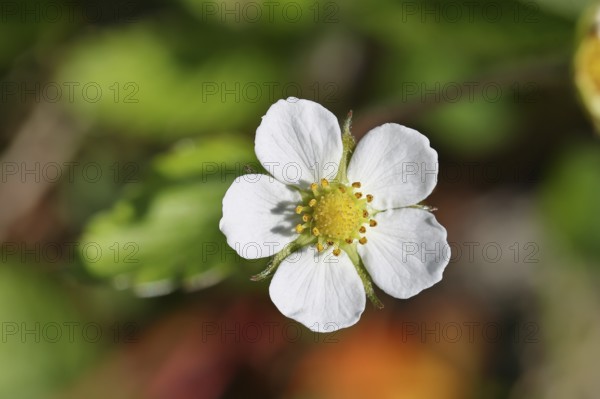 Wild strawberry (Fragaria vesca), in bloom, wild strawberry blossom, close-up, Wilnsdorf, North Rhine-Westphalia, Germany