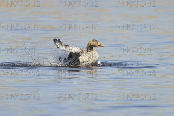 Greylag goose (Anser anser), bathing, flapping its wings on a pond, Wagbachniederung nature reserve, Waghäusel, Baden-Württemberg, Germany