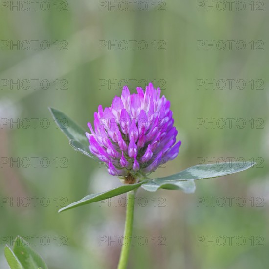 Meadow clover, red clover (Trifolium pratense), flower in a meadow, medicinal herb, Wilnsdorf, North Rhine-Westphalia, Germany