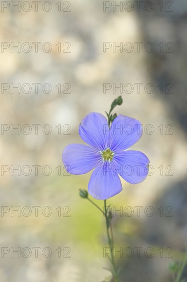Flax (Linum usitatissimum), blue flower, medicinal plant, Wilnsdorf, North Rhine-Westphalia, Germany