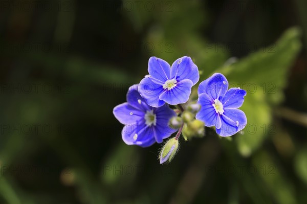 Gamander speedwell (Veronica chamaedrys), men's fritillary, flowers in a deciduous forest, blue blossom, spring, Wilnsdorf, North Rhine-Westphalia, Germany