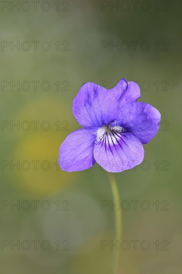 Dog violet (Viola canina), close-up of a flower at the edge of a forest, spring, Wilnsdorf, North Rhine-Westphalia, Germany