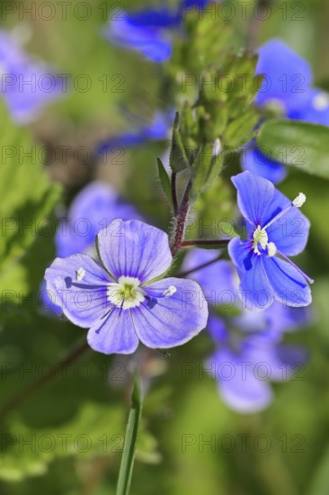 Gamander speedwell (Veronica chamaedrys), men's fritillary, flowers in a deciduous forest, blue blossom, spring, Wilnsdorf, North Rhine-Westphalia, Germany