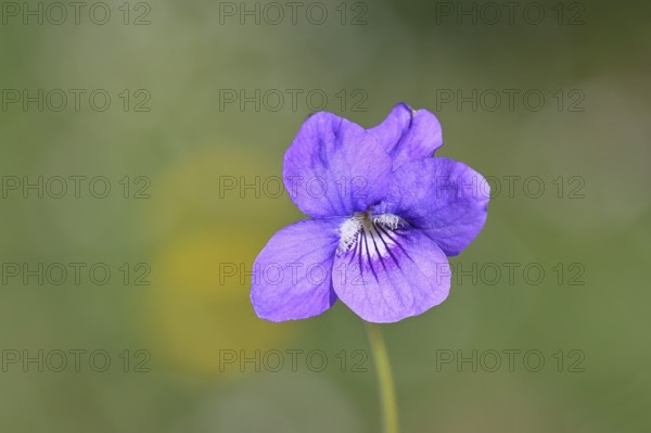 Dog violet (Viola canina), close-up of a flower at the edge of a forest, spring, Wilnsdorf, North Rhine-Westphalia, Germany