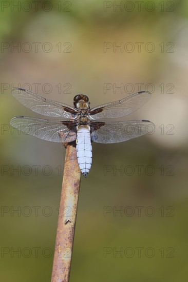 Flat-bellied dragonfly (Libellula depressa), male sitting on a fence top in the garden, close-up, Wilnsdorf, North Rhine-Westphalia, Germany