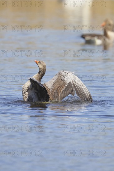 Greylag goose (Anser anser), bathing, flapping its wings on a pond, Wagbachniederung nature reserve, Waghäusel, Baden-Württemberg, Germany