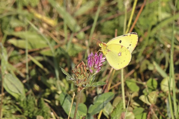 Pale Clouded Yellow, common hay butterfly (Colias hyale), or postilion (Colias croceus), in a meadow, butterfly, family of white butterflies, Wilnsdorf, North Rhine-Westphalia, Germany
