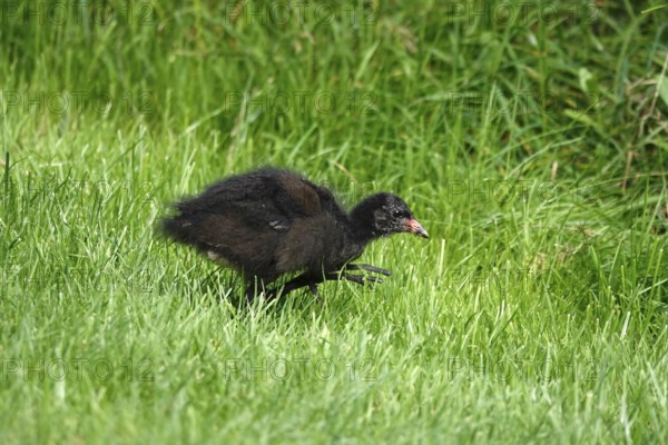 Moorhen or moorhen rail (Gallinula chloropus), summer, Germany