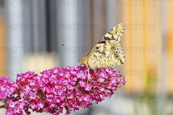 Thistle butterfly (Vanessa cardui) on a Buddleja davidii flower, wings closed, underside of wings, Wilnsdorf, North Rhine-Westphalia, Germany