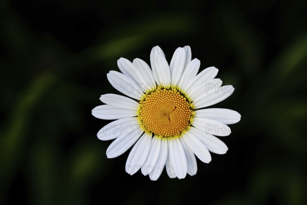 Low-nutrient meadow daisy Low-nutrient meadow daisy (Chrysanthemum leucanthemum), flower against a black background, Wilnsdorf, North Rhine-Westphalia, Germany