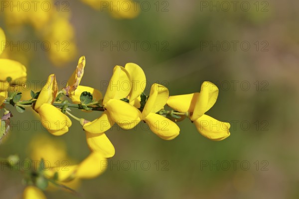 Flower of broom, common broom (Cytisus scoparius), yellow flowers, Wilnsdorf, North Rhine-Westphalia, Germany