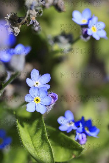 Marsh forget-me-not (Myosotis palustris), true forget-me-not in bloom in spring, Wilnsdorf, North Rhine-Westphalia, Germany