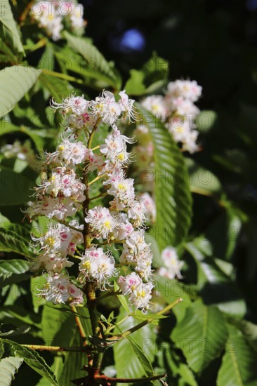 Horse chestnut (Aesculus hippocastanum), flower, inflorescence on tree, Wilnsdorf, North Rhine-Westphalia, Germany
