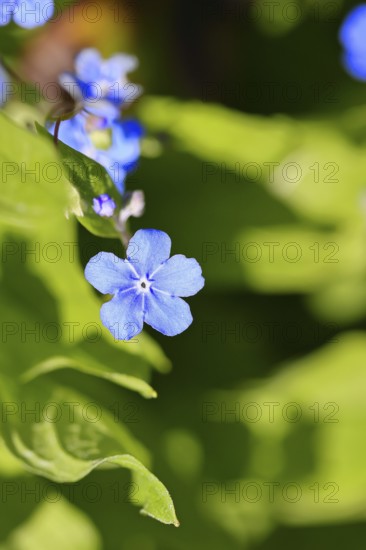 Garden forget-me-not (Myosotis), blue flowers, ornamental plant, ornamental flower, flower, botany, blossom, spring, spring, Wilnsdorf, North Rhine-Westphalia, Germany