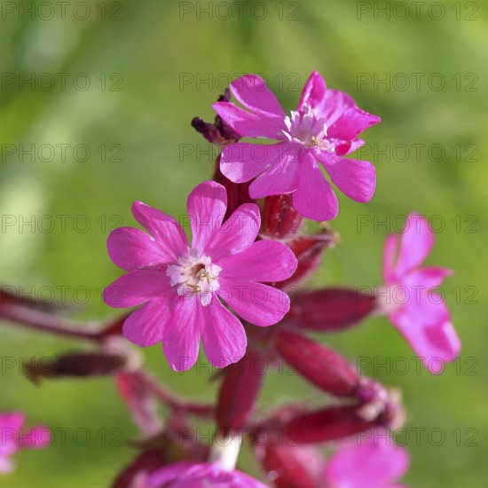 Red campion (Silene dioica), close-up of a flower in a meadow, Wilnsdorf, North Rhine-Westphalia, Germany