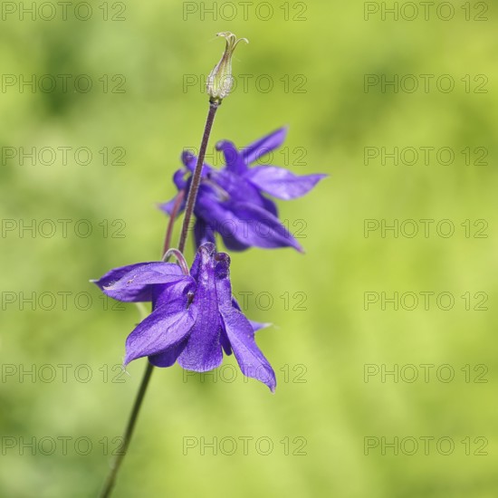 Columbine (Aquilegia vulgaris), blue flower at the edge of a forest, in spring, Wilnsdorf, North Rhine-Westphalia, Germany