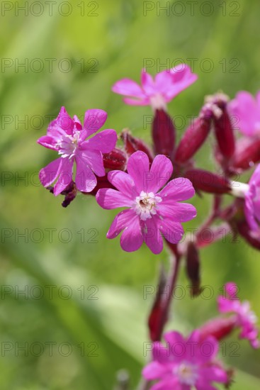 Red campion (Silene dioica), close-up of a flower in a meadow, Wilnsdorf, North Rhine-Westphalia, Germany