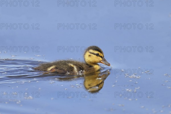 Mallard duckling (Anas platyrhynchos) swimming in the water, Wildlife, Birds, Ducks, Chicks, Nature reserve Wagbachniederung, Waghäusel, Baden-Württemberg, Germany