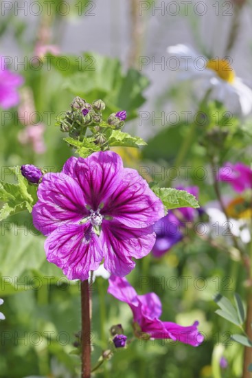 Common mallow (Malva sylvestris), flower in a meadow, medicinal plant, aromatic plant, medicinal use, Wilnsdorf, North Rhine-Westphalia, Germany